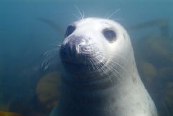 Grey seal watching Mark not me.
North Wales. by Derek Haslam 